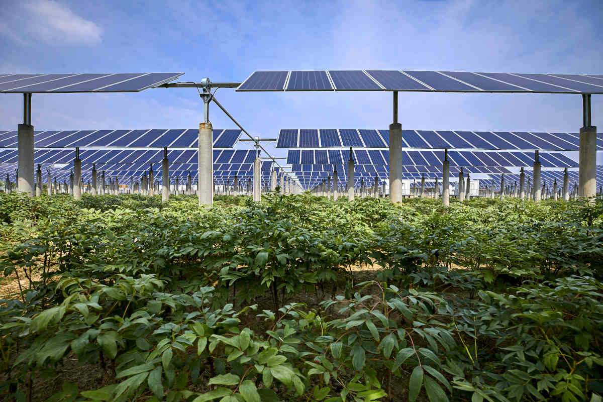 impianto agrovoltaico con pannelli solari