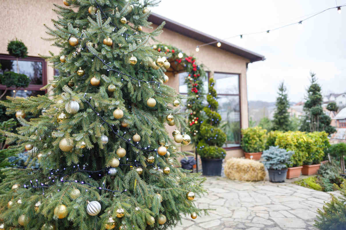 Quanto dura un albero di Natale vero? Tutto quello che devi sapere