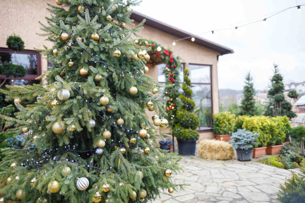 giardino addobbato con albero di Natale vero