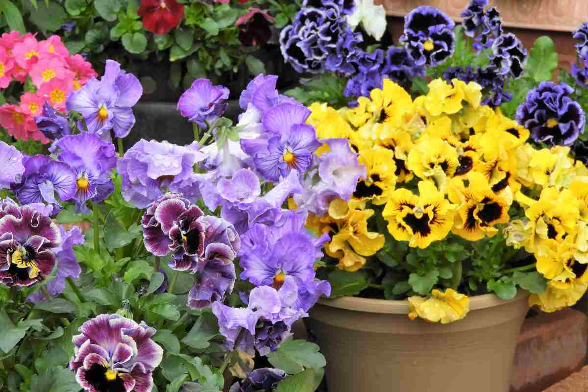 varie tipologie di viola del pensiero, tra i fiori da piantare in autunno