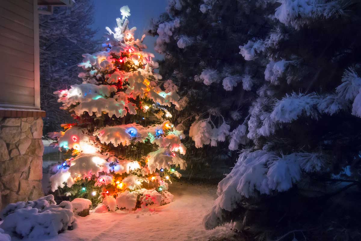 albero di natale innevato in giardino