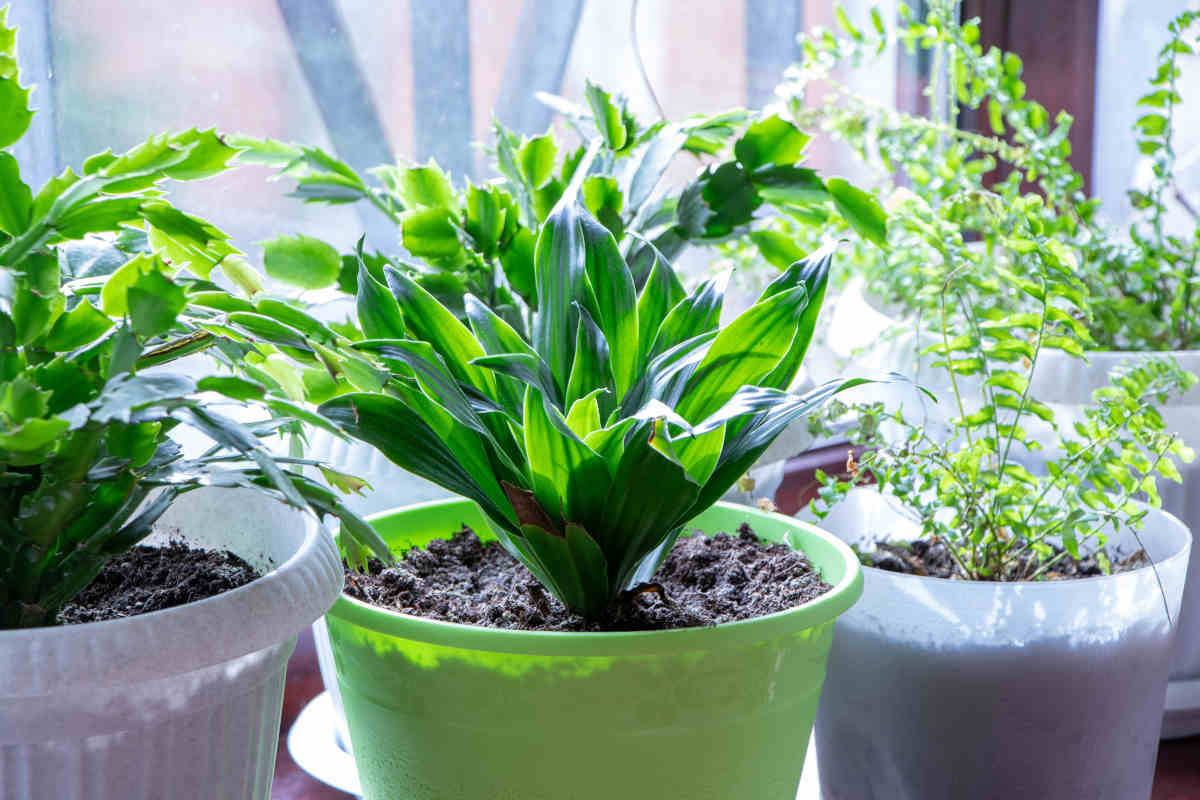 Le piante da appartamento utili che rimuovono la muffa e la condensa