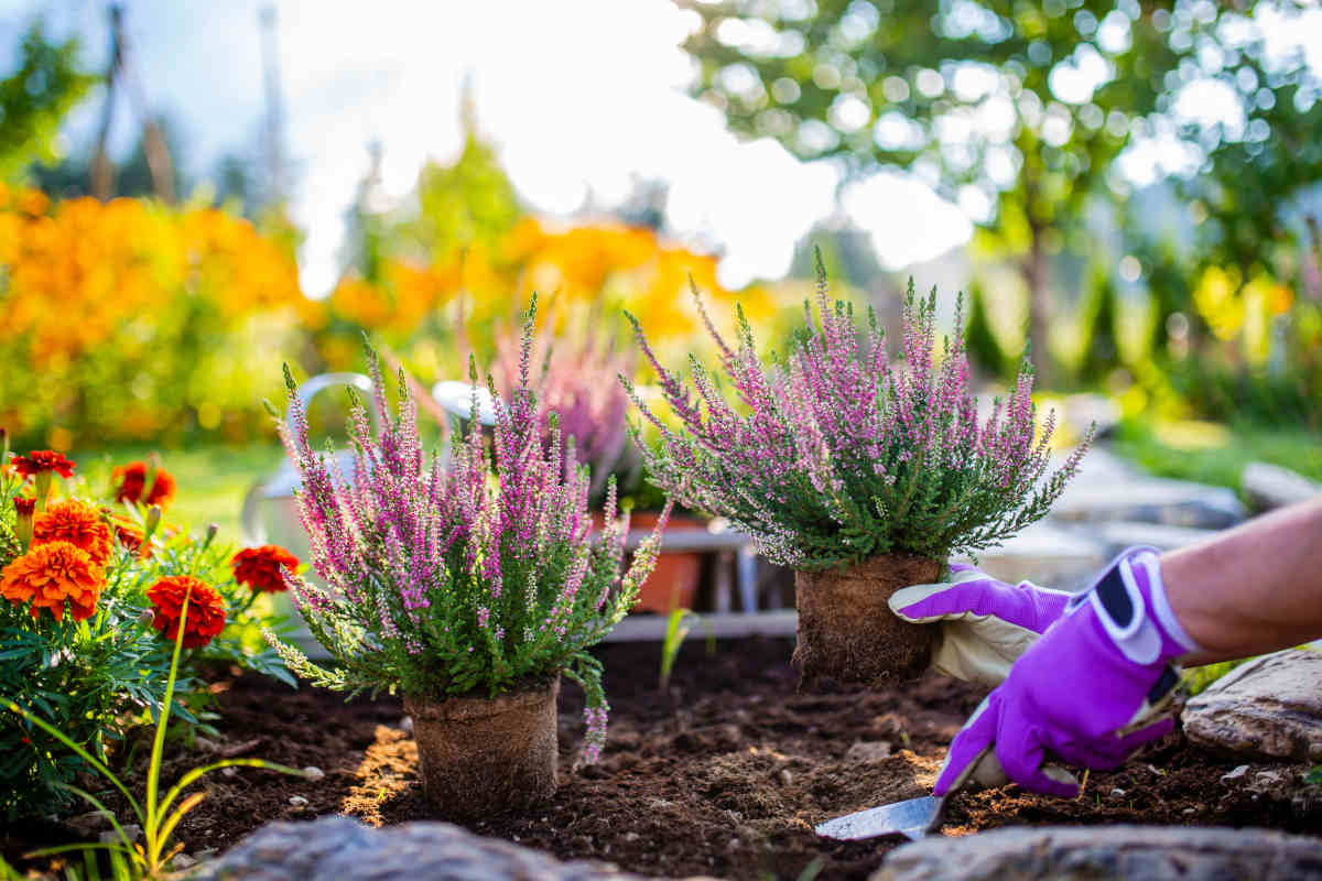 giardino con fiori in autunno