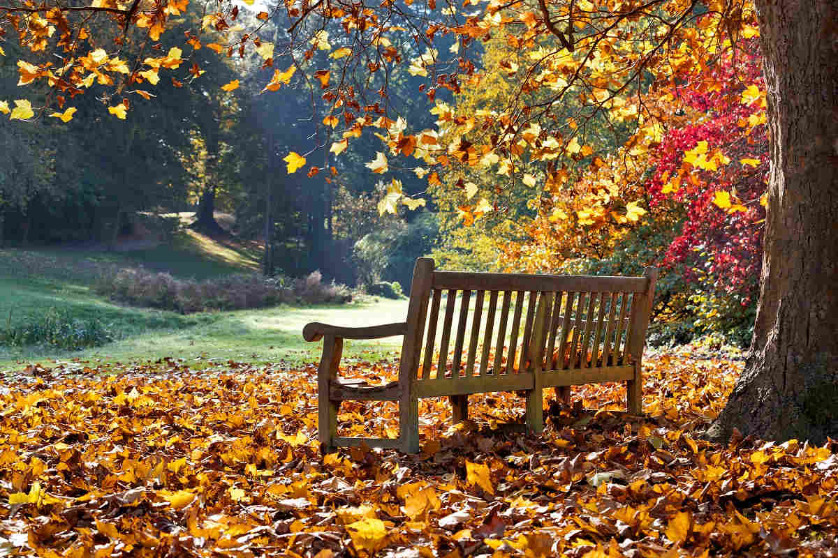 foglie morte in giardino con panchina e vialetto tra gli alberi