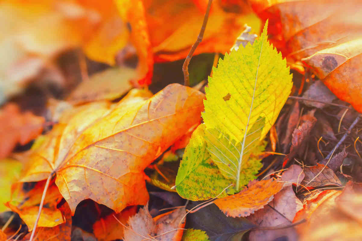 5 modi per utilizzare le foglie morte in modo intelligente