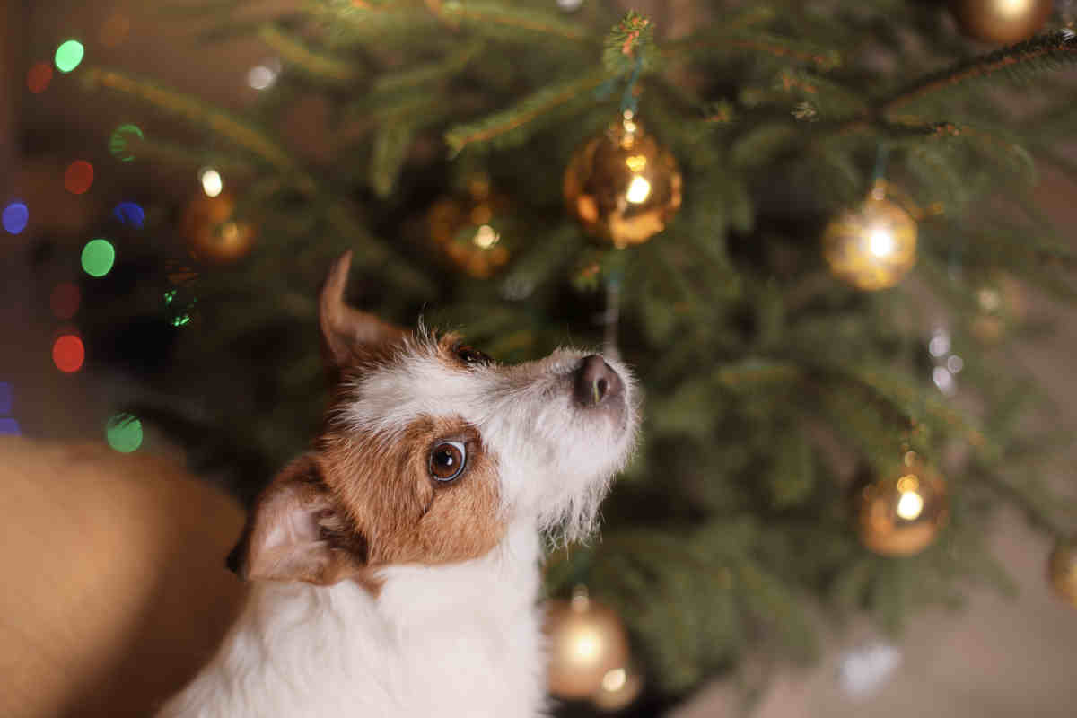 cane vicino ad un albero di natale addobbato