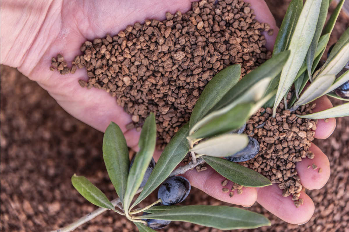 nocciolino di oliva per stufe a pellet