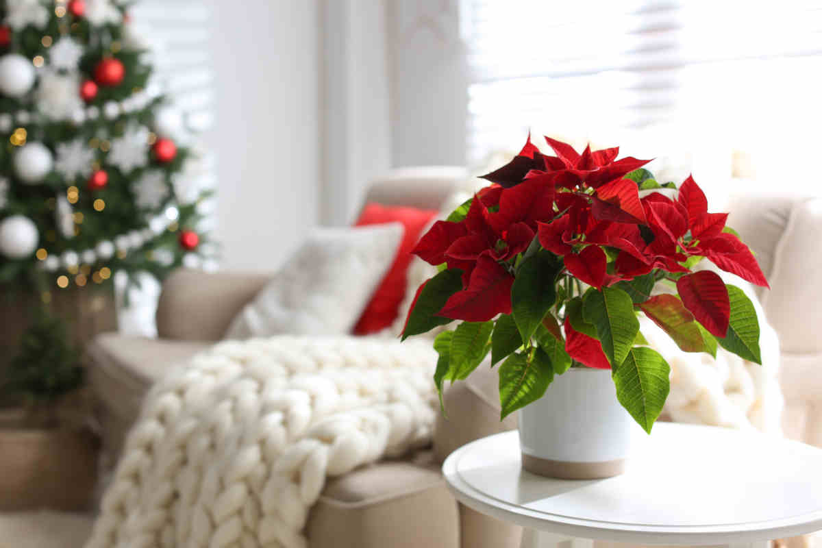 piante natalizie su tavolino di salotto e albero di natale sullo sfondo