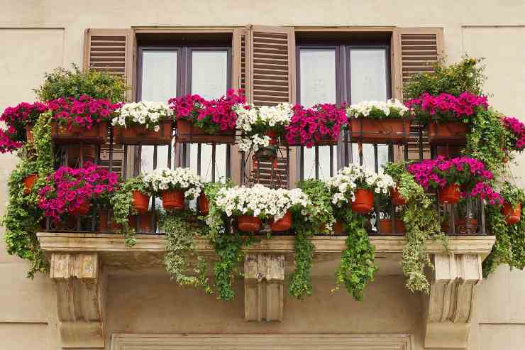piante e fiori attaccati alla ringhiera di un balcone