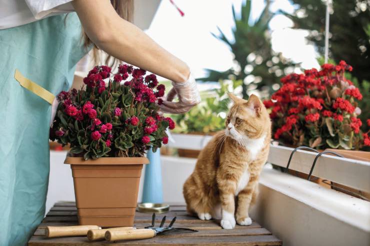 Piante da balcone che non sporcano ed hanno bisogno di poca acqua