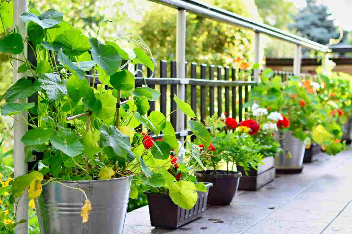 Le piante in estate con questi trucchetti staranno benissimo (e tu avrai un balcone stupendo!)