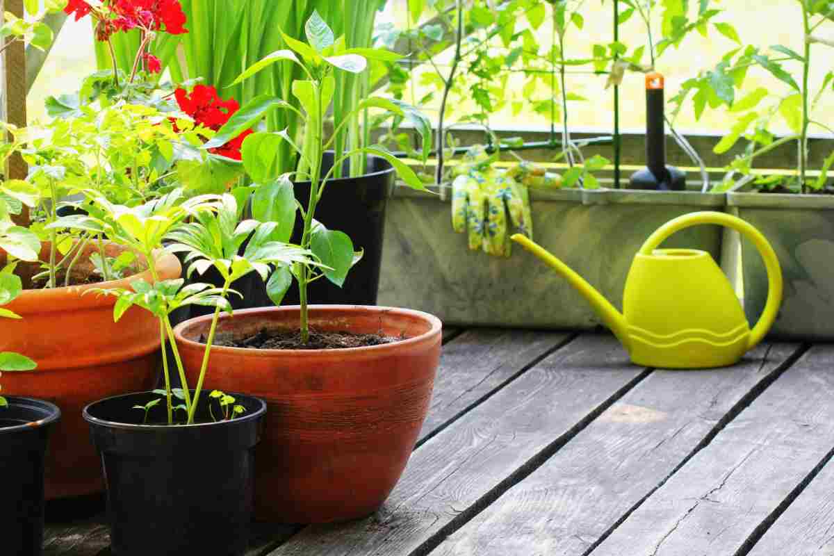 Curare piante in estate guida