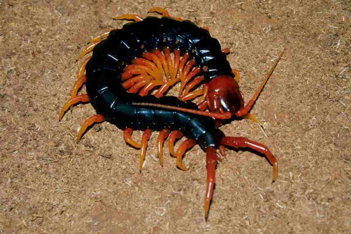 la scolopendra è velenosa anche se non è mortale