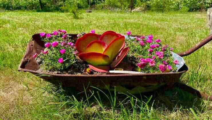 carriola vaso decorare giardino e balcone