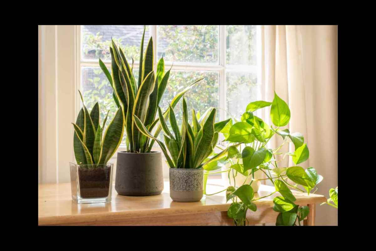 piante da appartamento che migliorano l’aria