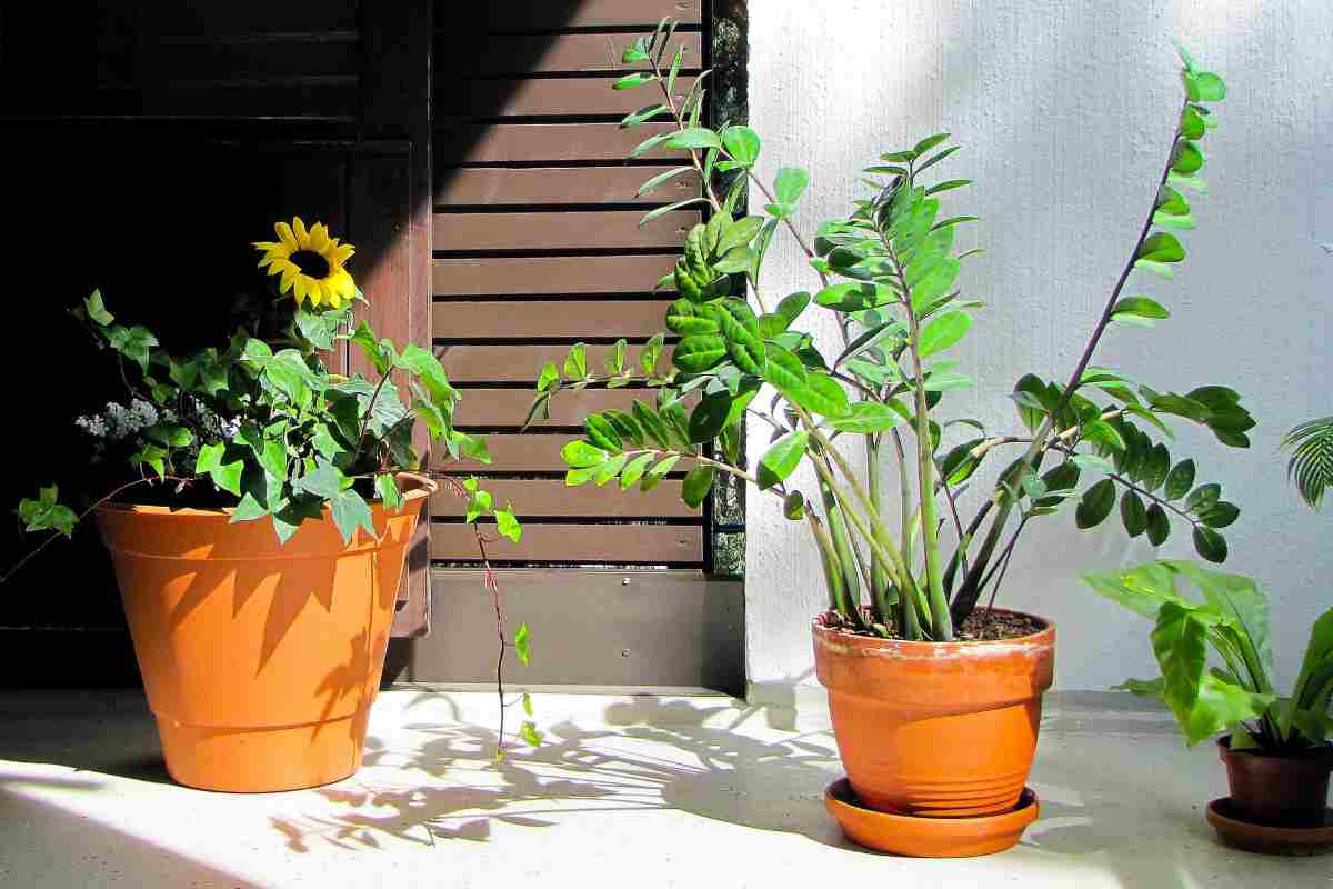 piante balcone