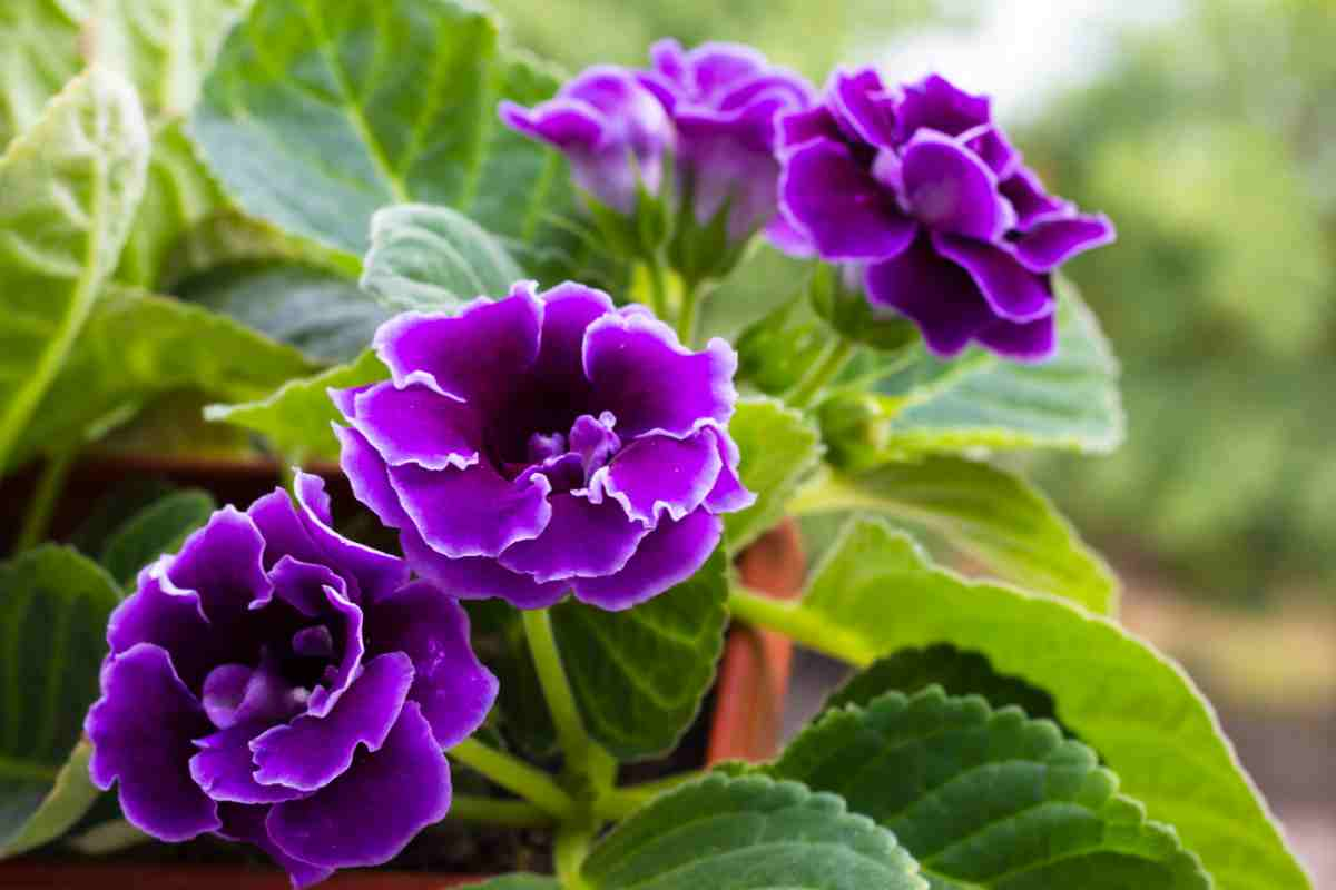 piante fiorite da balcone e casa