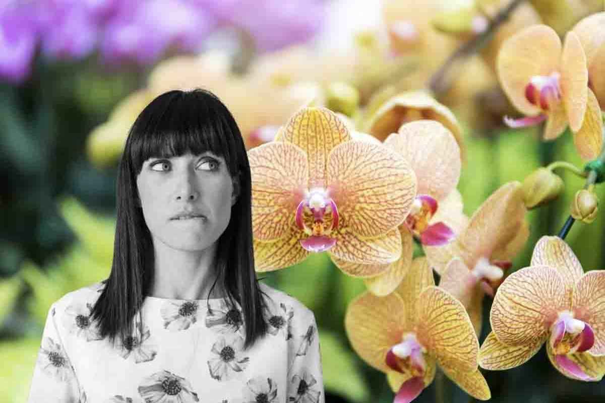 Le tue orchidee soffrono il caldo? I giardinieri spruzzano questo prodotto e prendono subito vita: incredibile