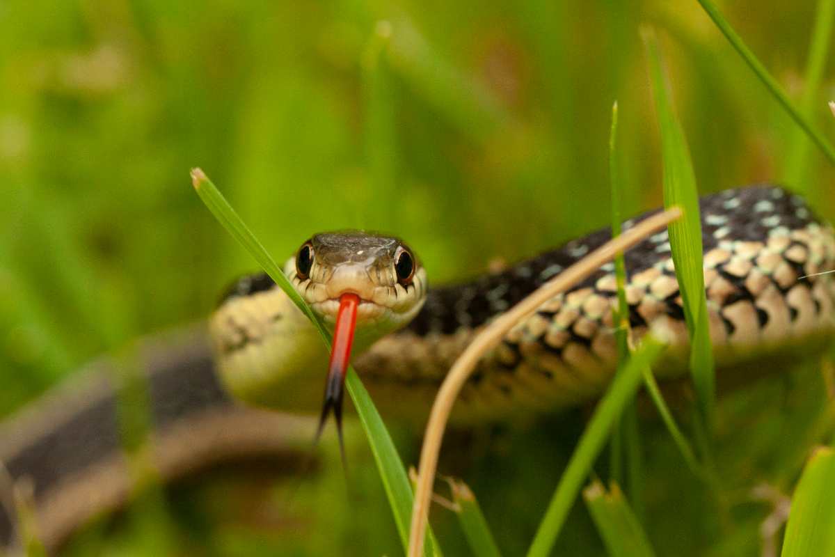 Serpenti in giardino: cosa fare se ci si imbatte in essi