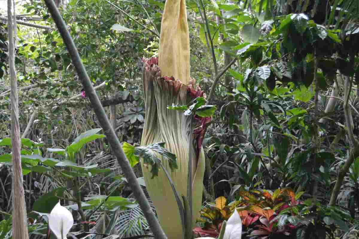 fiore più grande del mondo