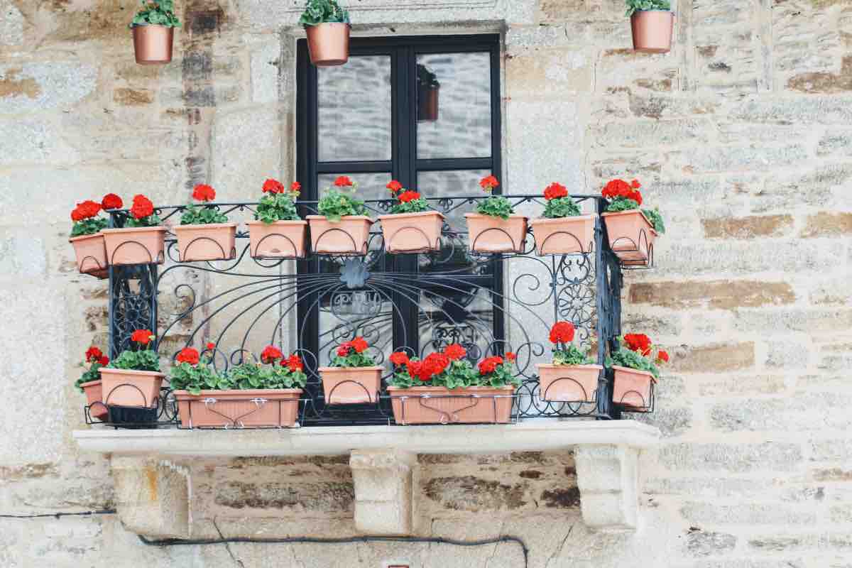 3 piante da balcone che desiderano il sole pieno e decorano magnificamente il tuo spazio