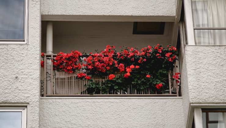 Metti queste 3 piante in balcone, non te ne pentirai