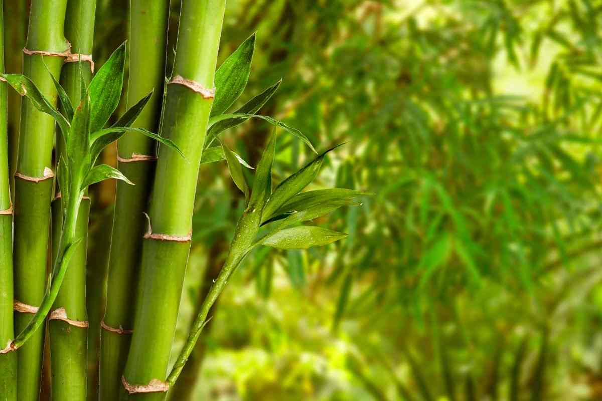 Arredamento in bambù