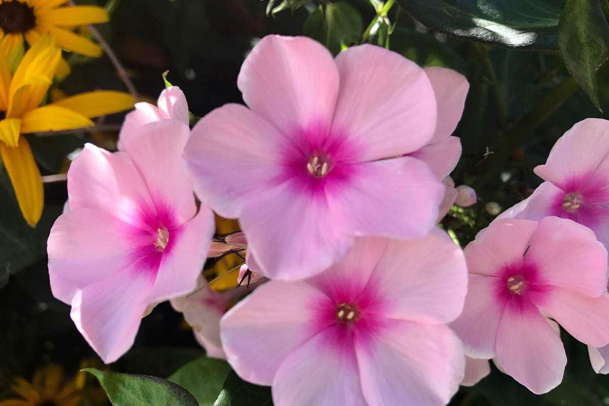 impatiens la pianta che arreda casa