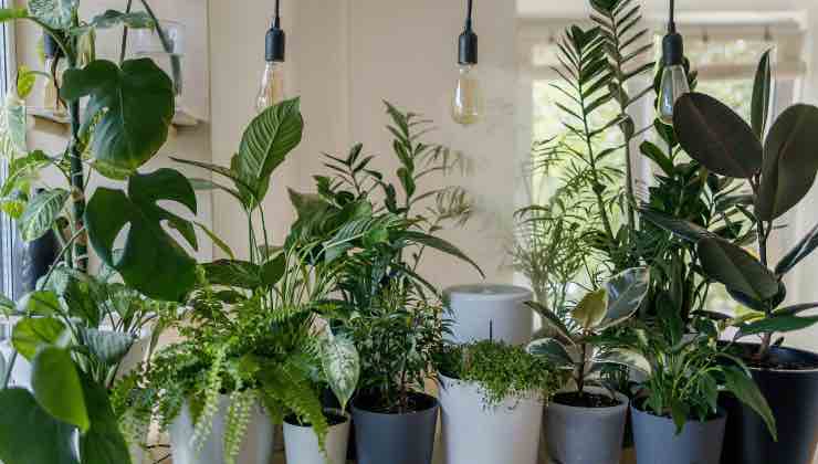 Prova queste 7 piante, avrai la casa più fresca