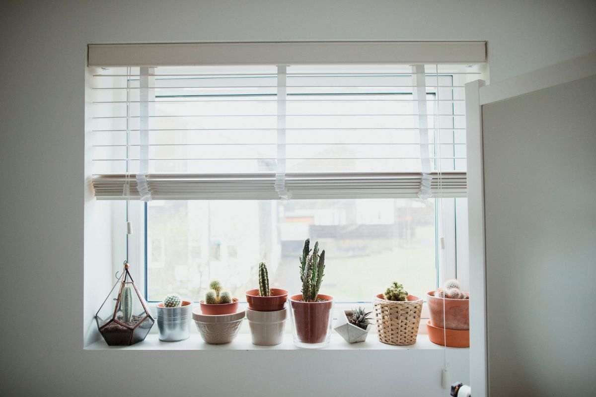 Ondate di calore, come rinfrescare casa utilizzando le piante “estive”: le migliori per assorbire umidità