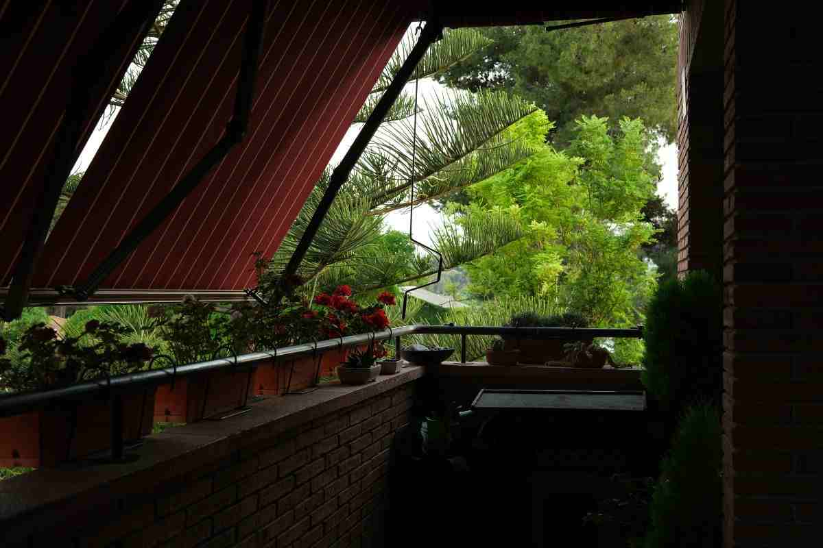 Le piante da posizionare in balcone per avere maggiore privacy ma soprattutto tanta ombra