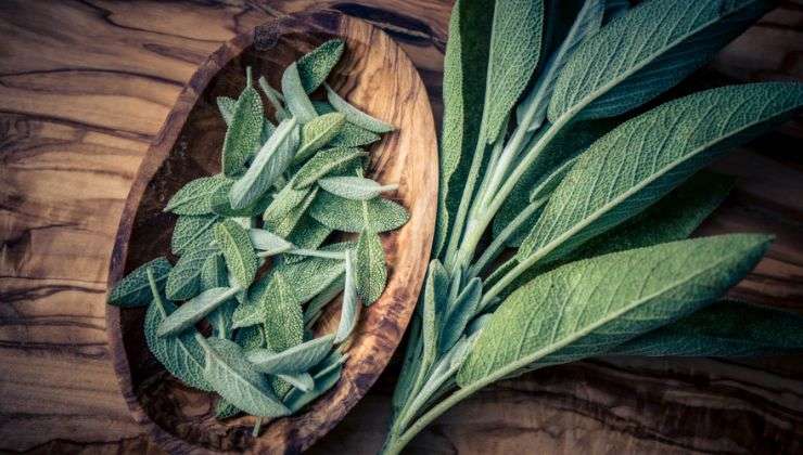 Salvia in barattolo