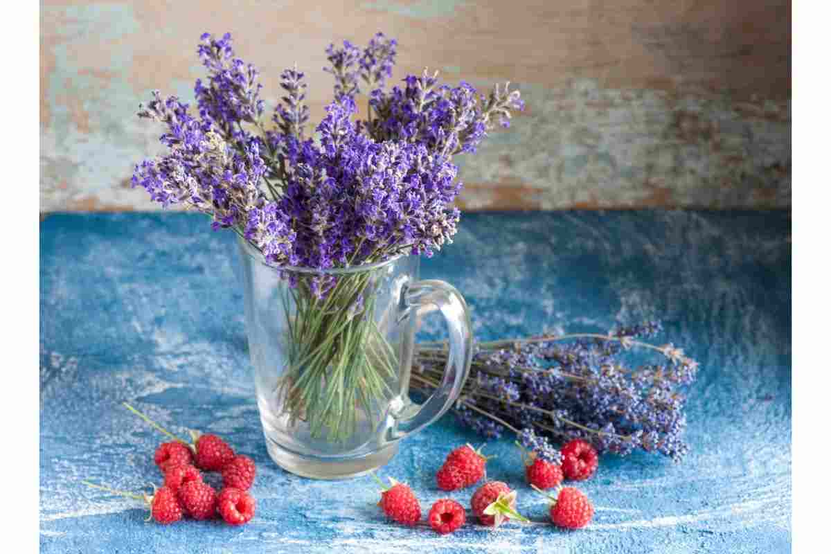 vaso di fiori lavanda