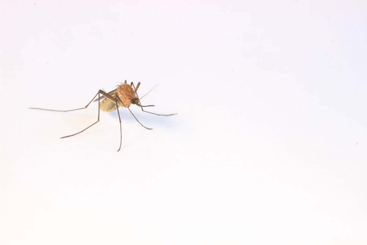 Come combattere le zanzare