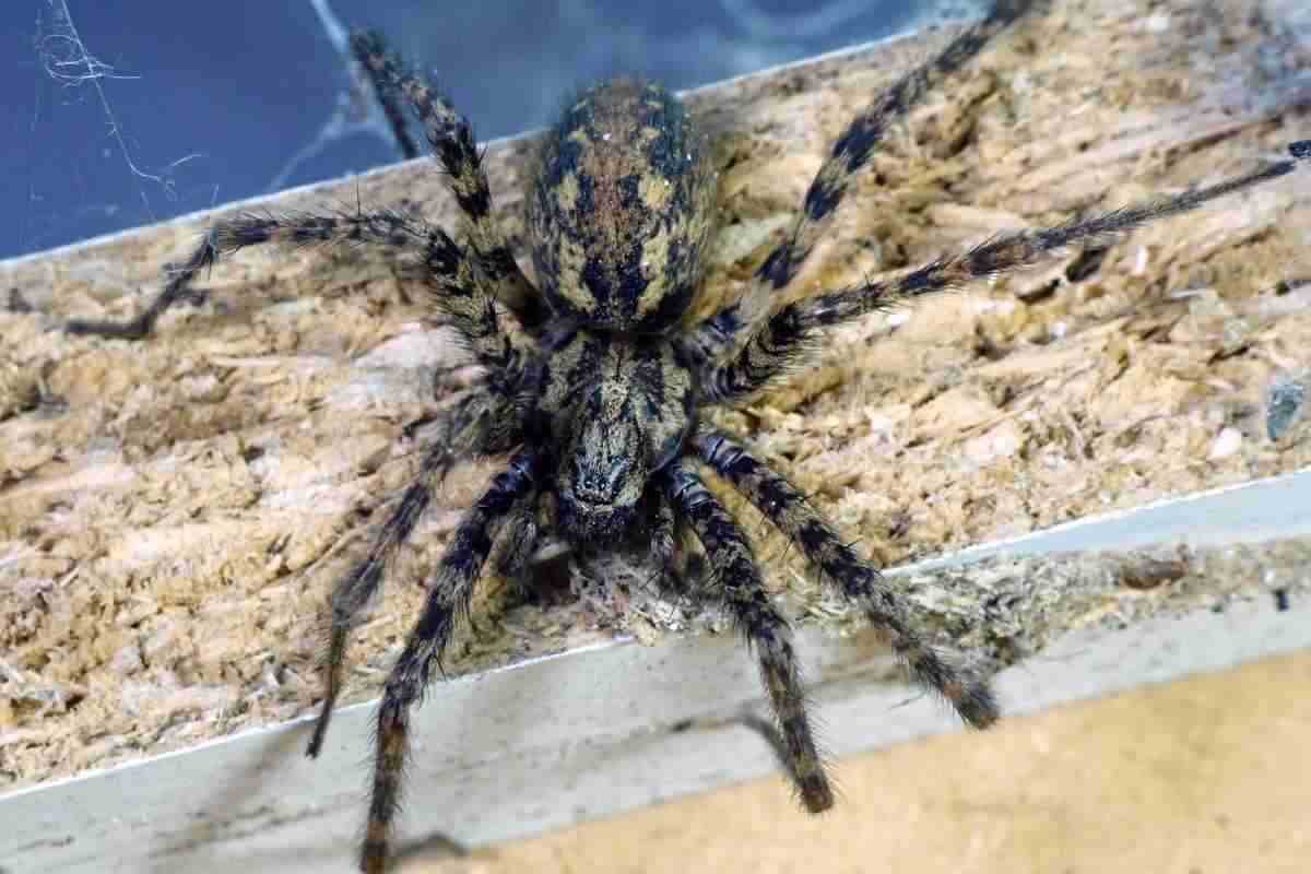 ragni indesiderato in casa