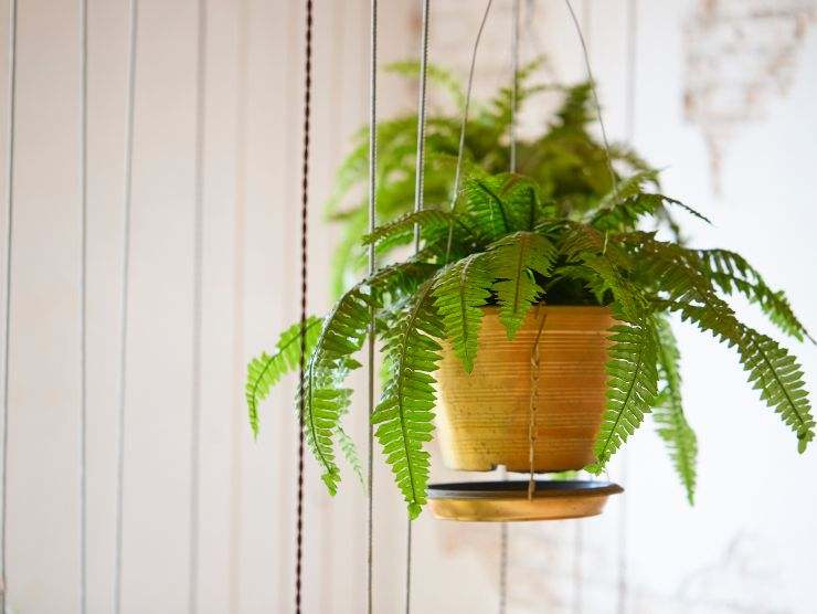 piante per purificare l'aria di casa