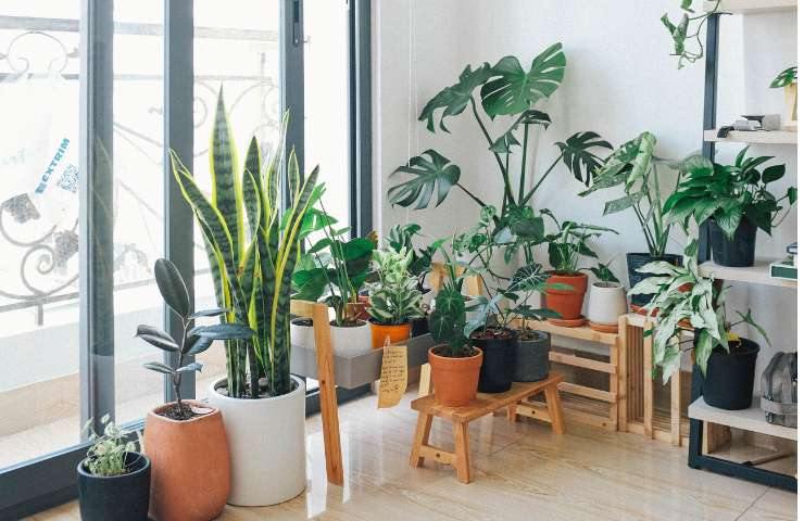 le piante in casa aiutano la privacy