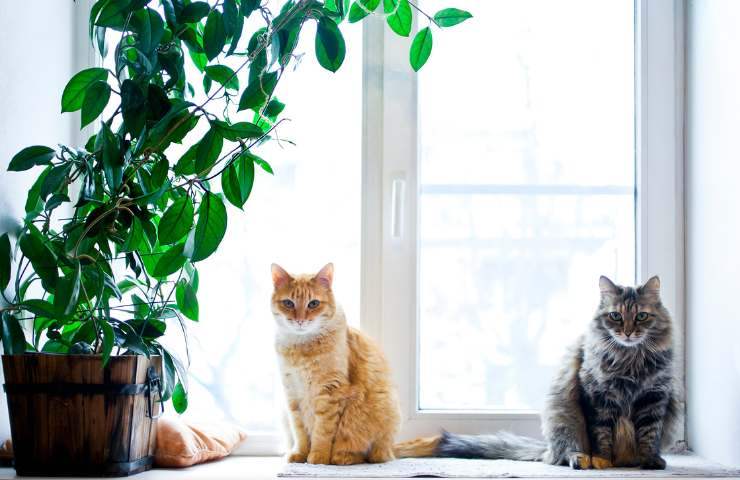 Piante tossiche per cani e gatti