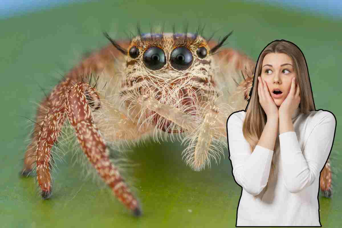 Le 9 abitudini errate di pulizia che attirano i ragni in casa tua