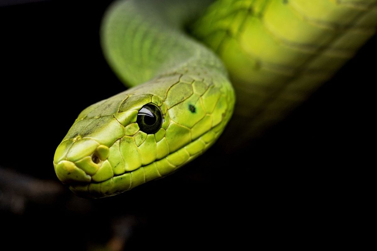 I serpenti si possono nascondere nei muri di casa: i segnali da non sottovalutare