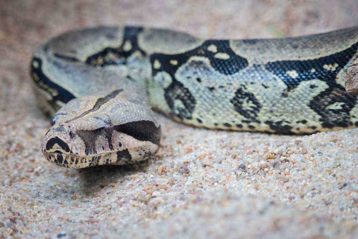 Serpente in casa come entra