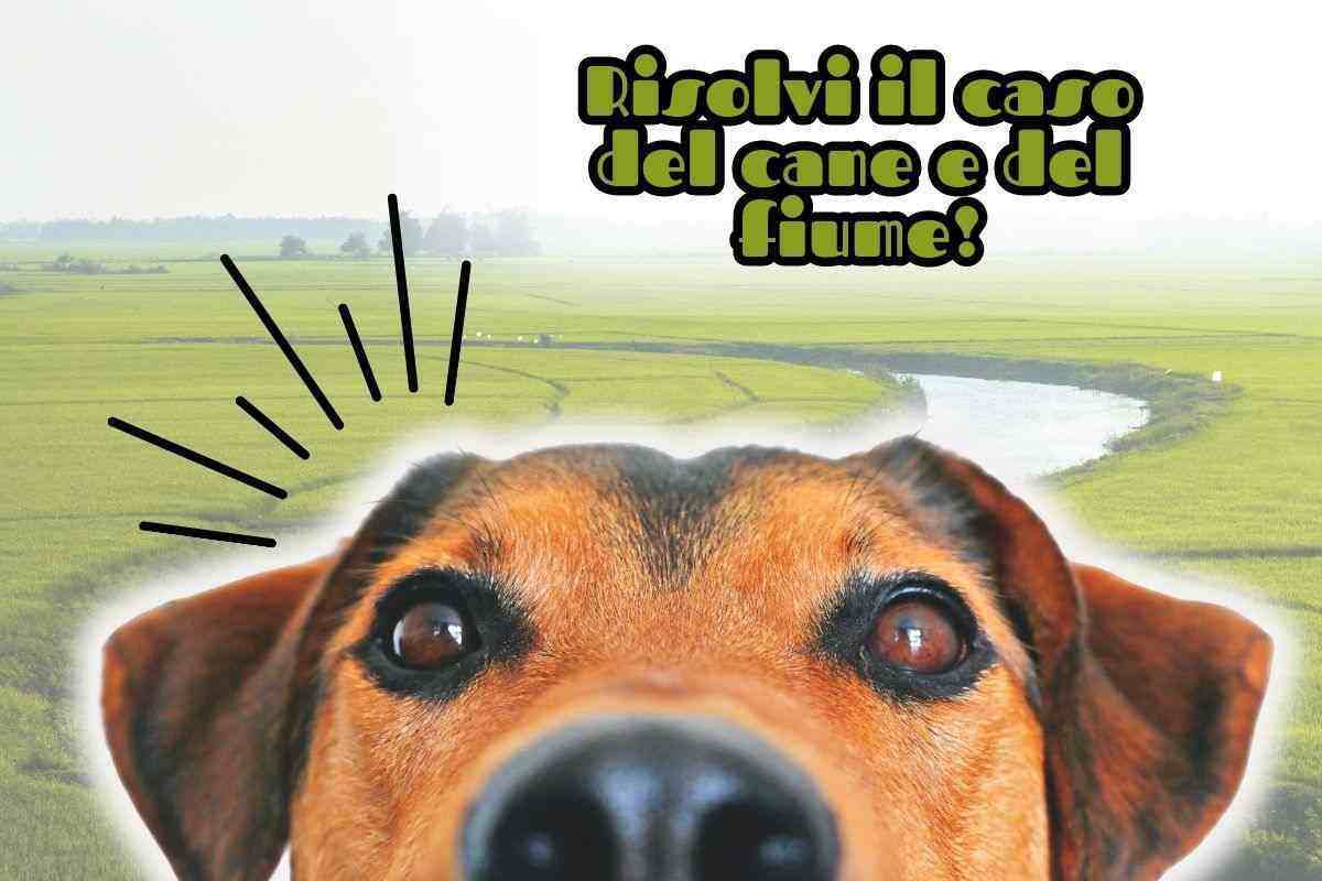 Test, risolvi il caso del cane che deve attraversare il fiume: ci riesci?