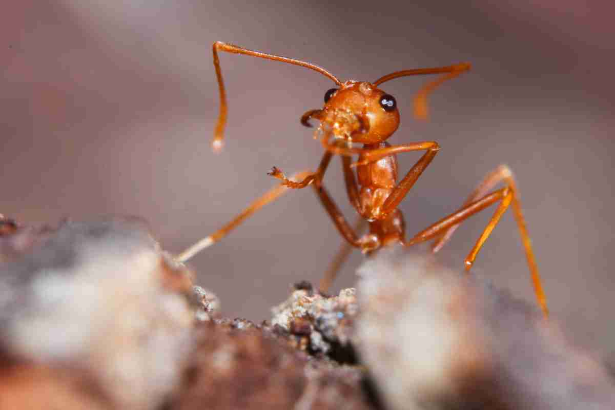 Formica di fuoco perché è pericolosa