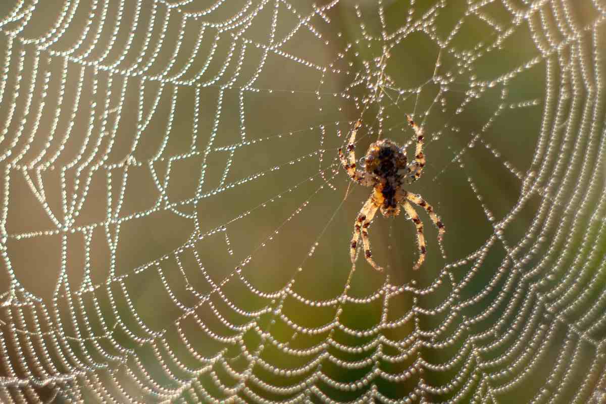 Casa infestata di ragni: il metodo migliore per mandarli via per sempre