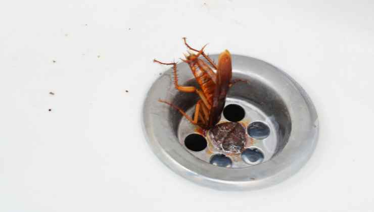 Come liberarsi dagli scarafaggi presenti in casa