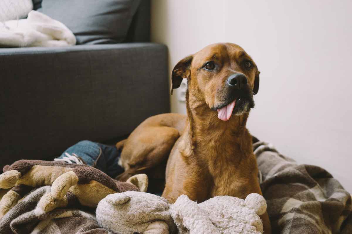 I 10 animali domestici ideali per l’appartamento, genitori che lavorano e bambini: richiedono poche cure