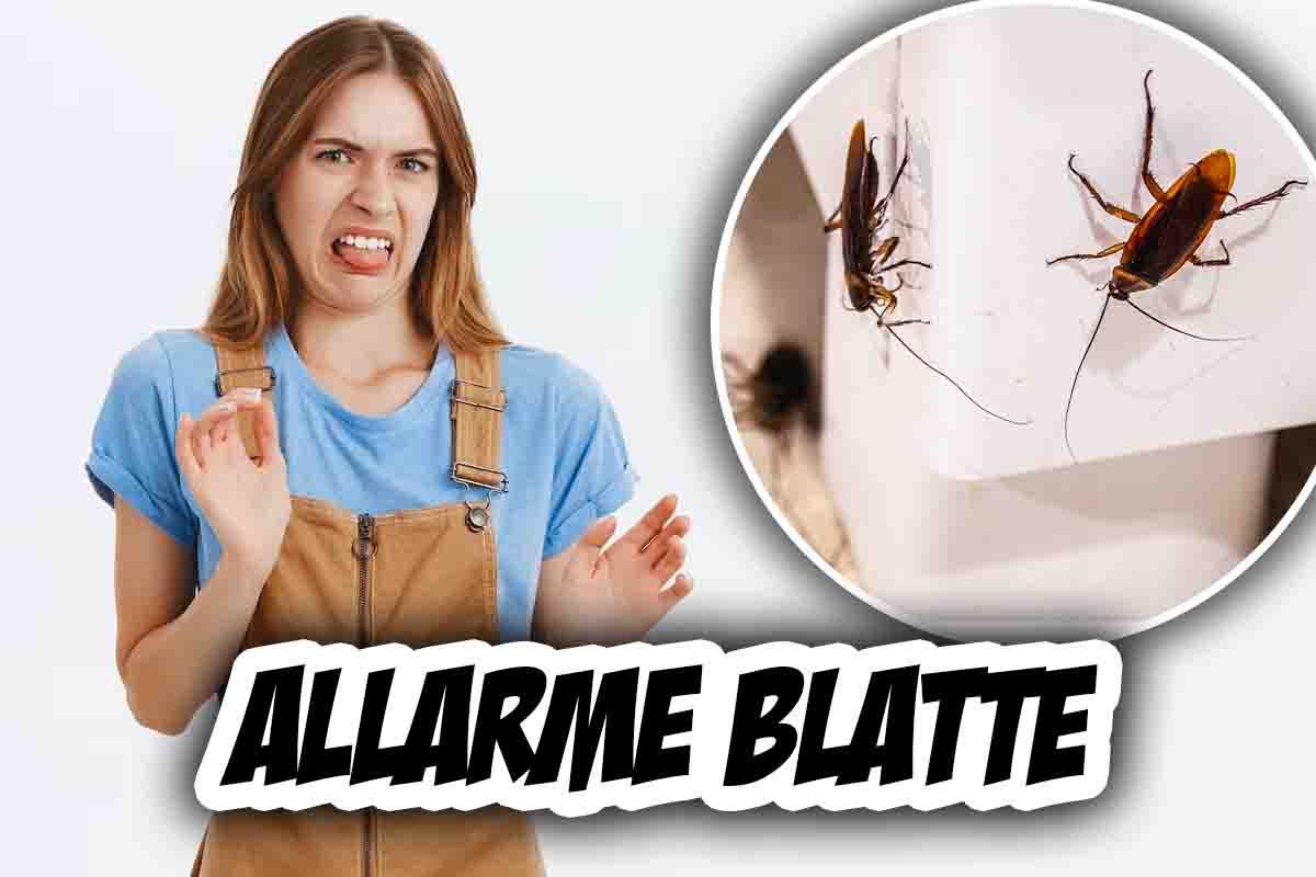 cosa fare contro le blatte in casa