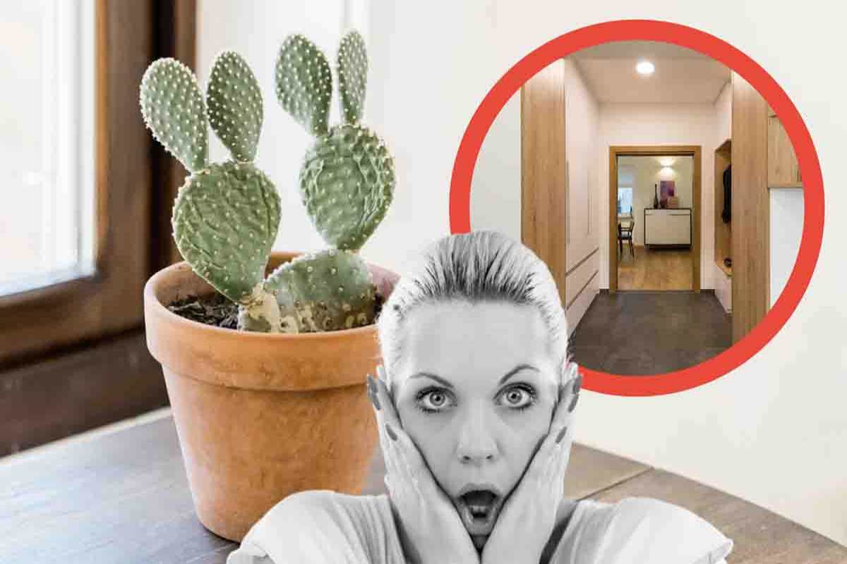 Cactus: non lo mettere mai all'ingresso di casa. Il motivo è