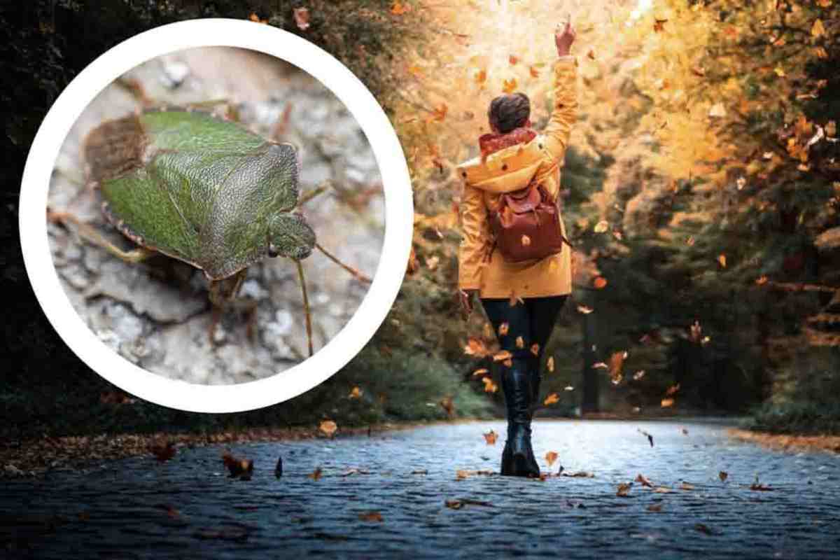 Autumn and bedbugs How to get rid of them without chemicals: Here are natural and effective alternatives