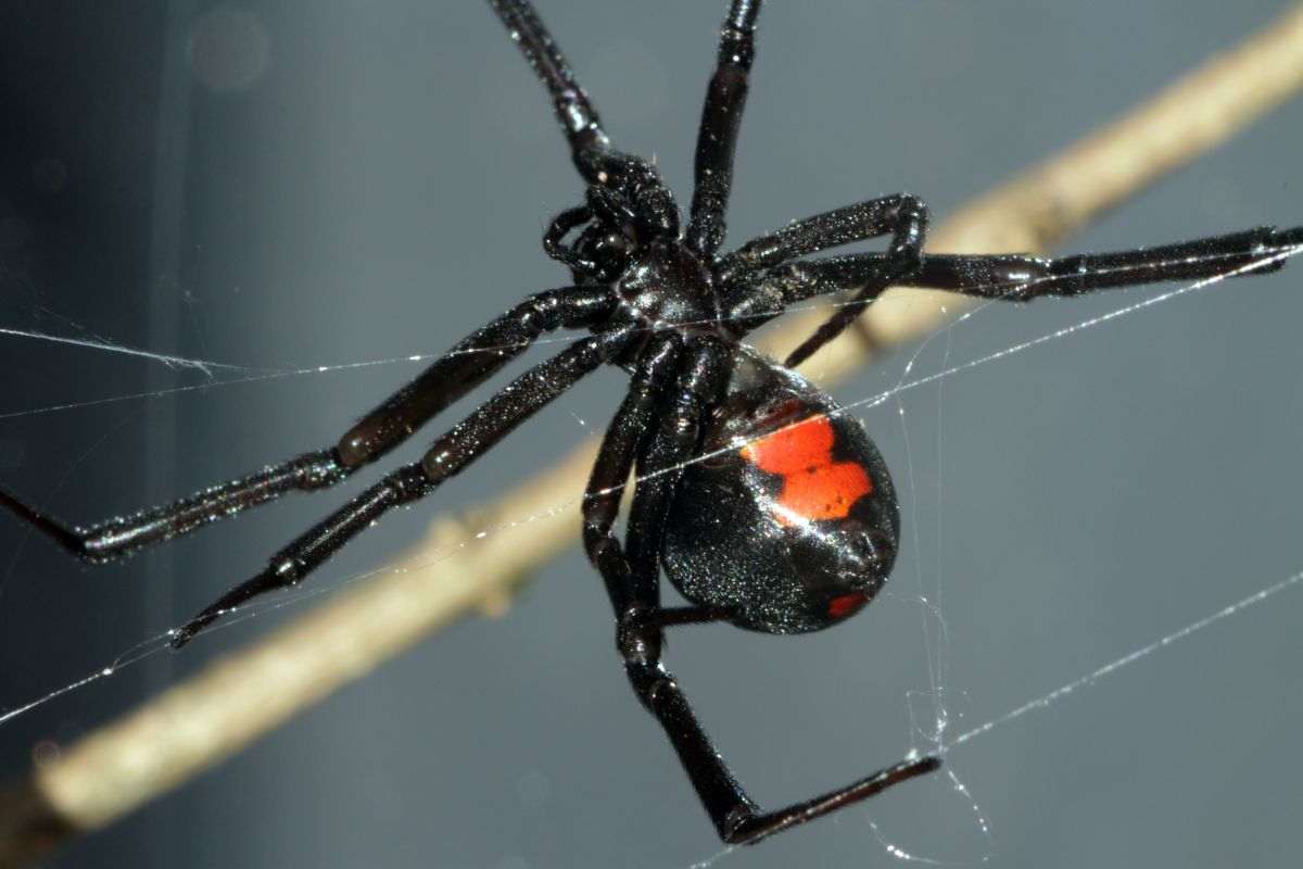 Il ragno vedova nera si nasconde in casa tua: ecco dove devi controllare